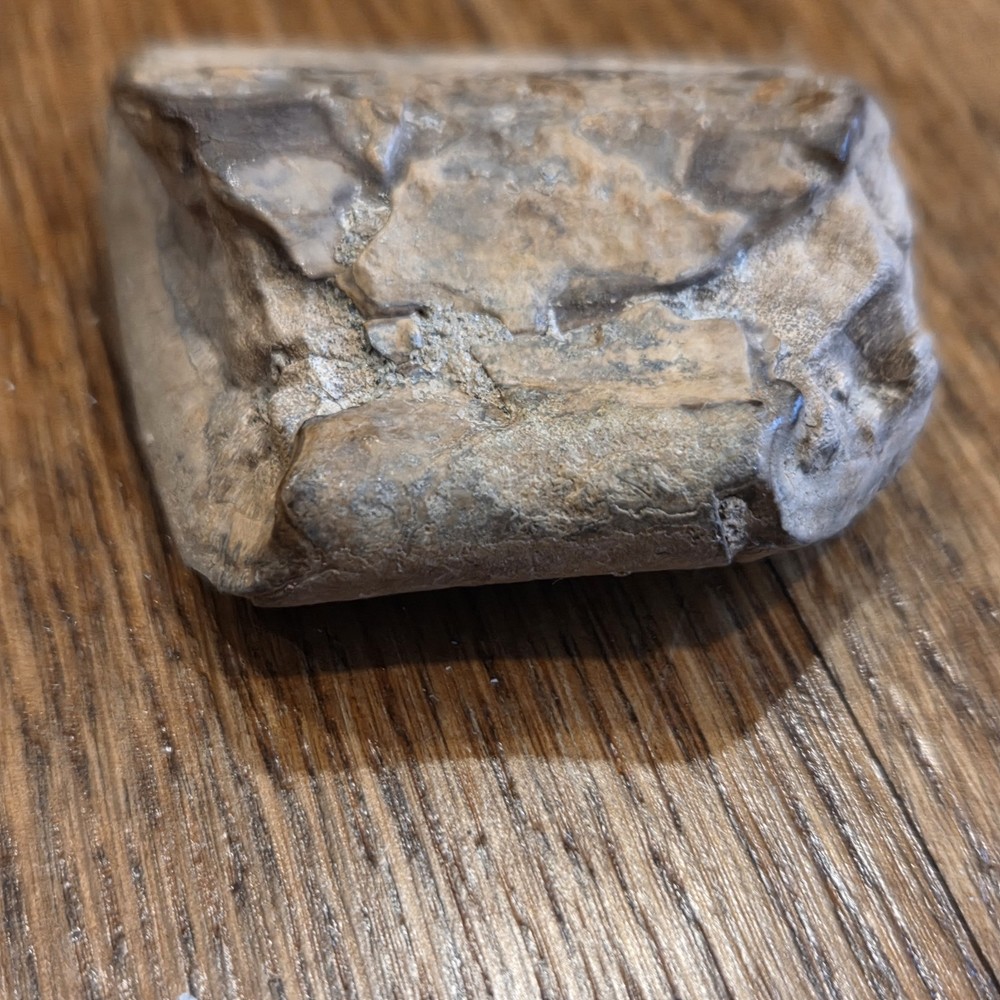 Extinct Sloth Fossil