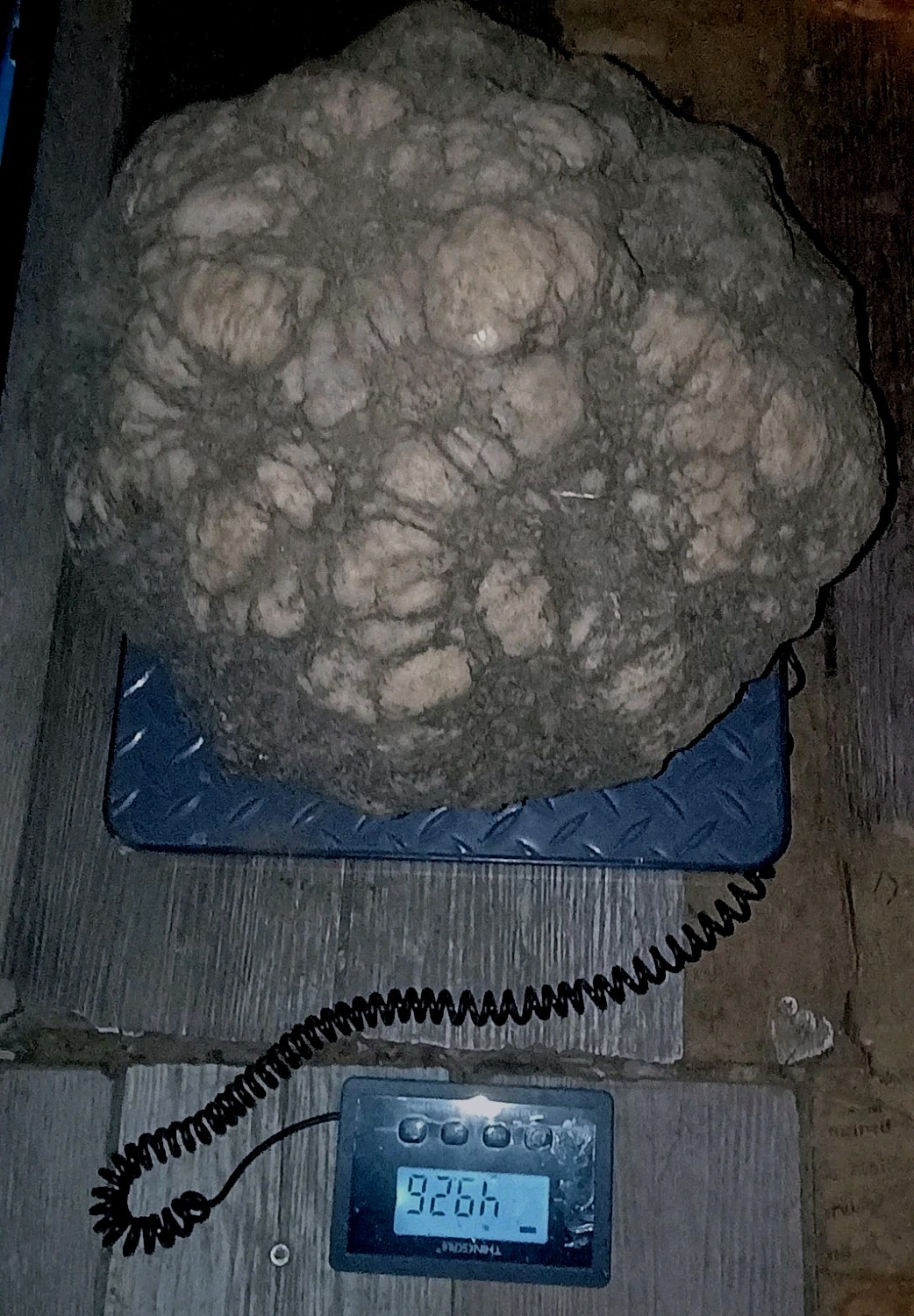 Insanely Massive RARE Fossilized Geode Quartz Crystal crinoid calyx 49 Lb Agate