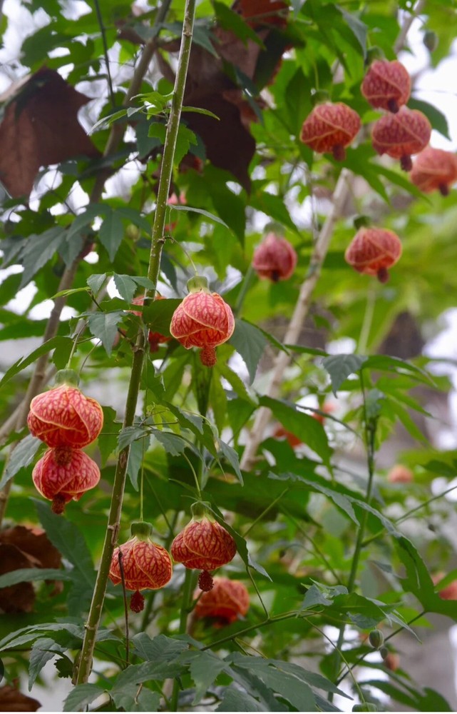 Tiger Eye Abutilon Flowering Maple SMALL ROOTED STARTER Plant