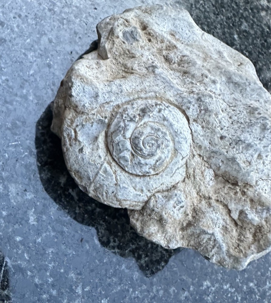Shell imprint in Limestone Rock Fossil