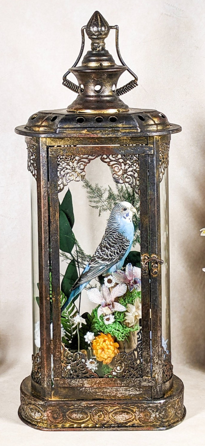 Parakeet Taxidermy Oddities Curiosities Antique Style Display Collectible