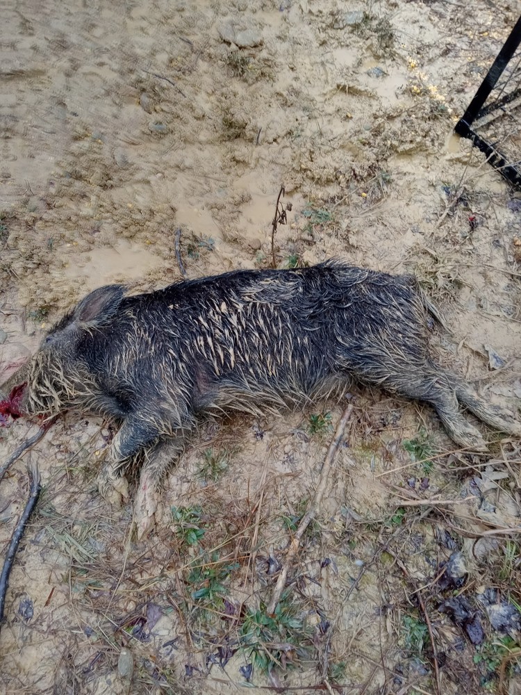 Ultimate Bear, Deer, and Wild hog Call Lure!