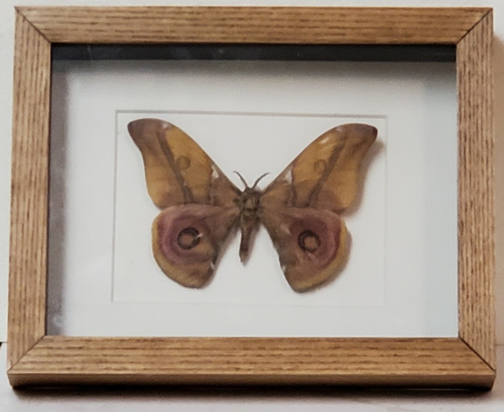 Real framed Suraka Silkmoth from Madagascar (F)
