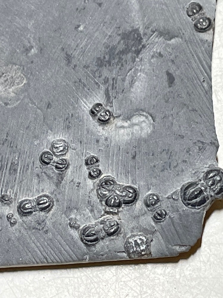 PERONOPSIS FOSSIL MULTIPLE TRILOBITE PLATE #5