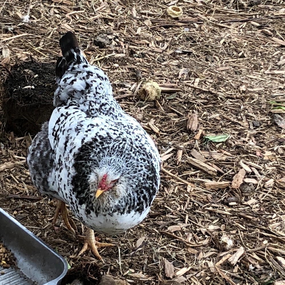 18 Fertile Chicken Hatching Eggs Barnyard Mix/Crested/Easter/Rare Breed Possible