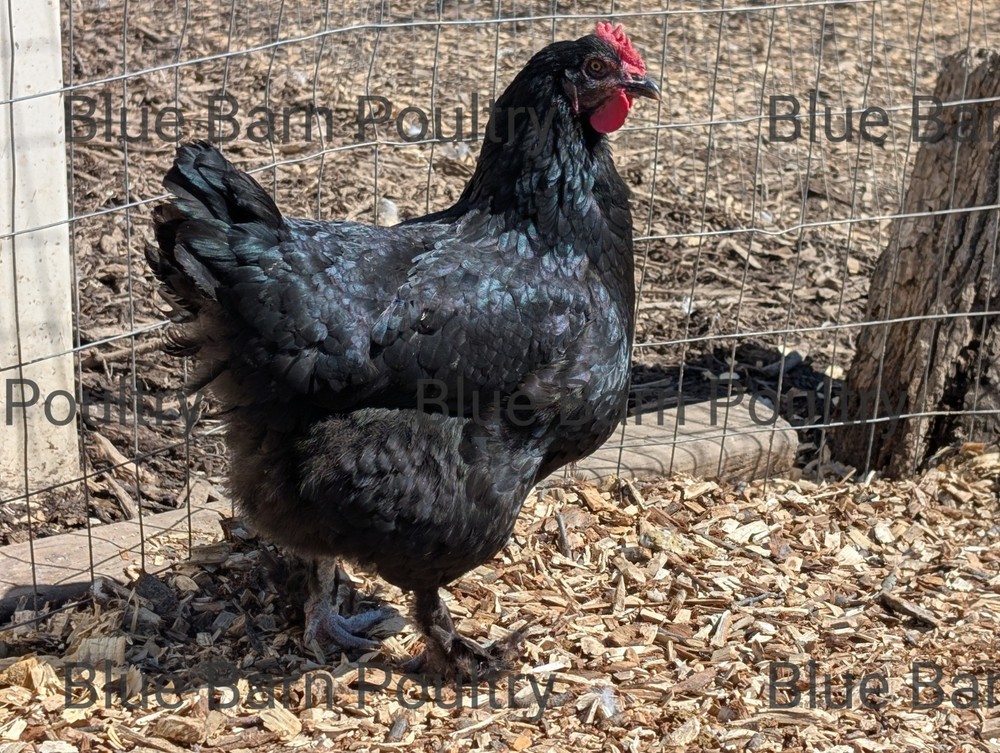 6 Solid Black Marans Chicken Hatching Eggs. Purebred. NPIP.