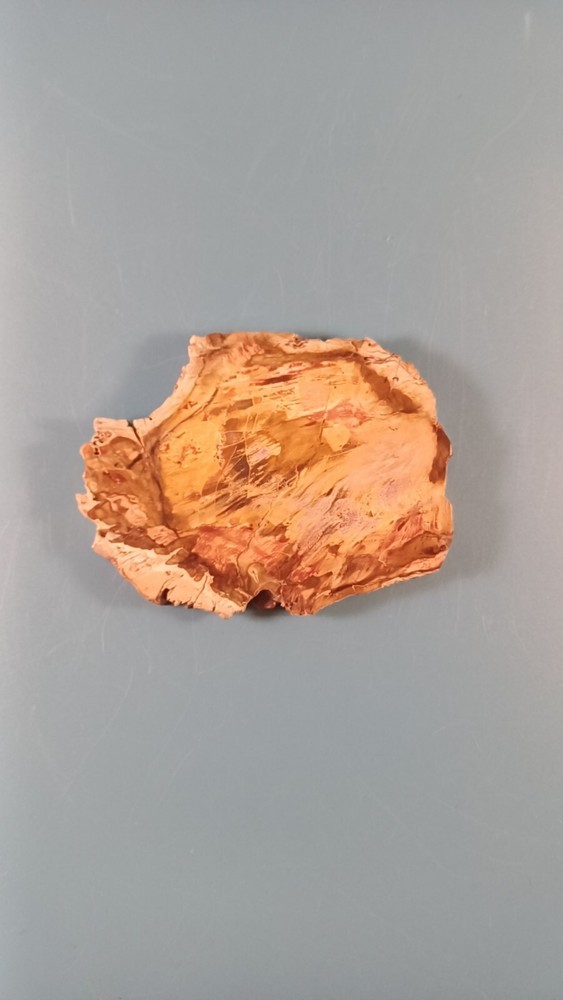 Fossiled Wood Millions Year Old From Madagascar