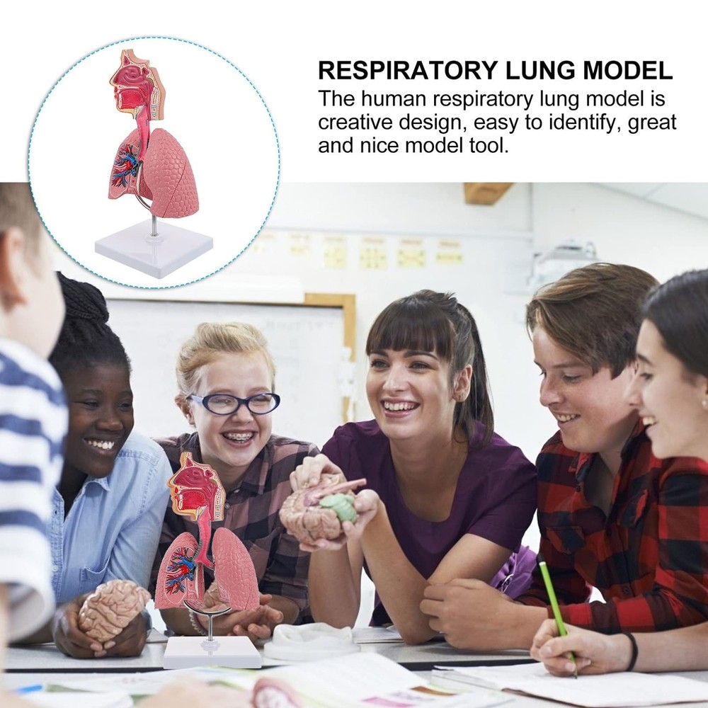 4D Model, Teaching Respiratory Lung Model with Head and Lungs, Hands-On 3D Mo...