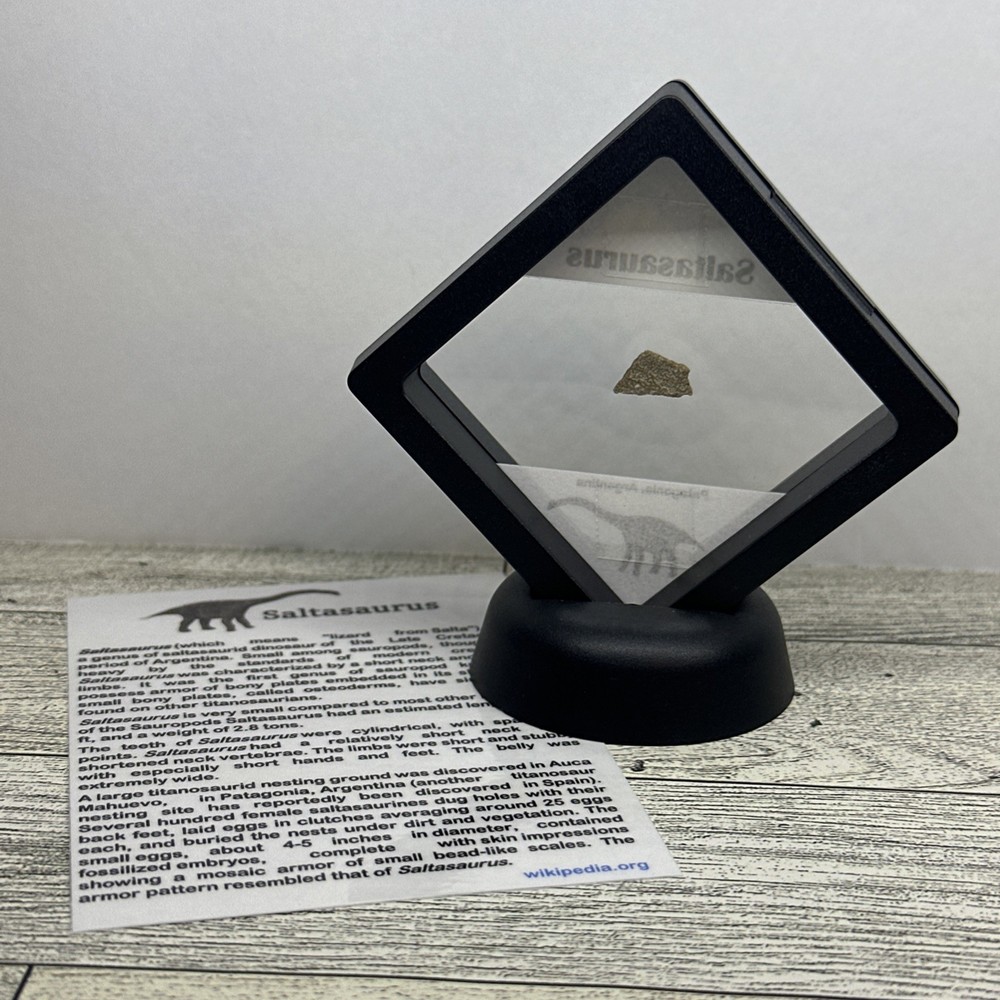 Saltasaurus Extinct Dinosaur Eggshell Fossil Piece in Display Case