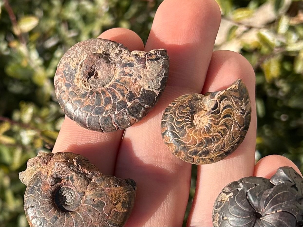 Fossil Goniatites LOT OF 5 Morocco Ammonite Devonian Age