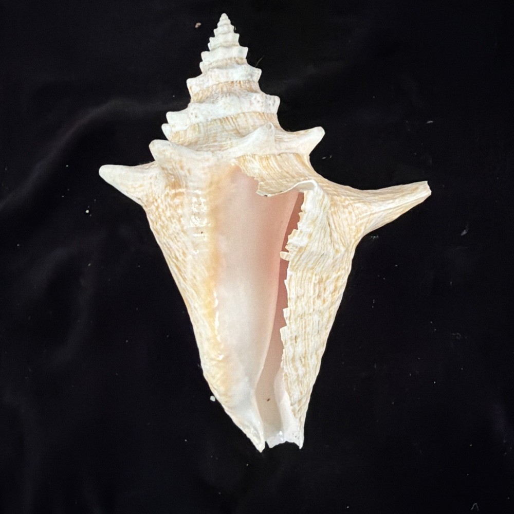 Queen Conch Shell 176.6mm No Collection Data (A666)