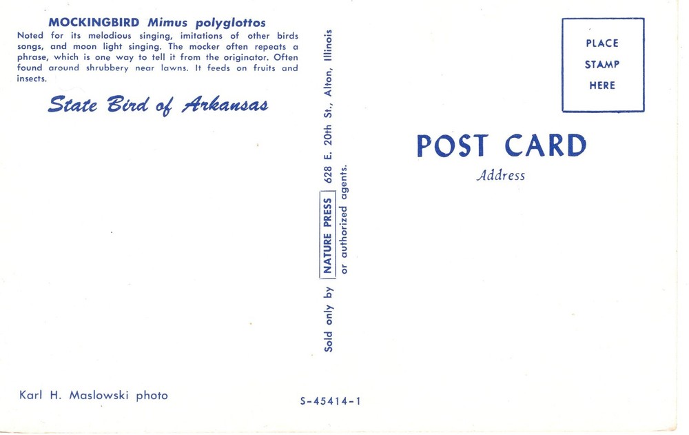 MOCKINGBIRD, ARKANSAS STATE BIRD - PC3666