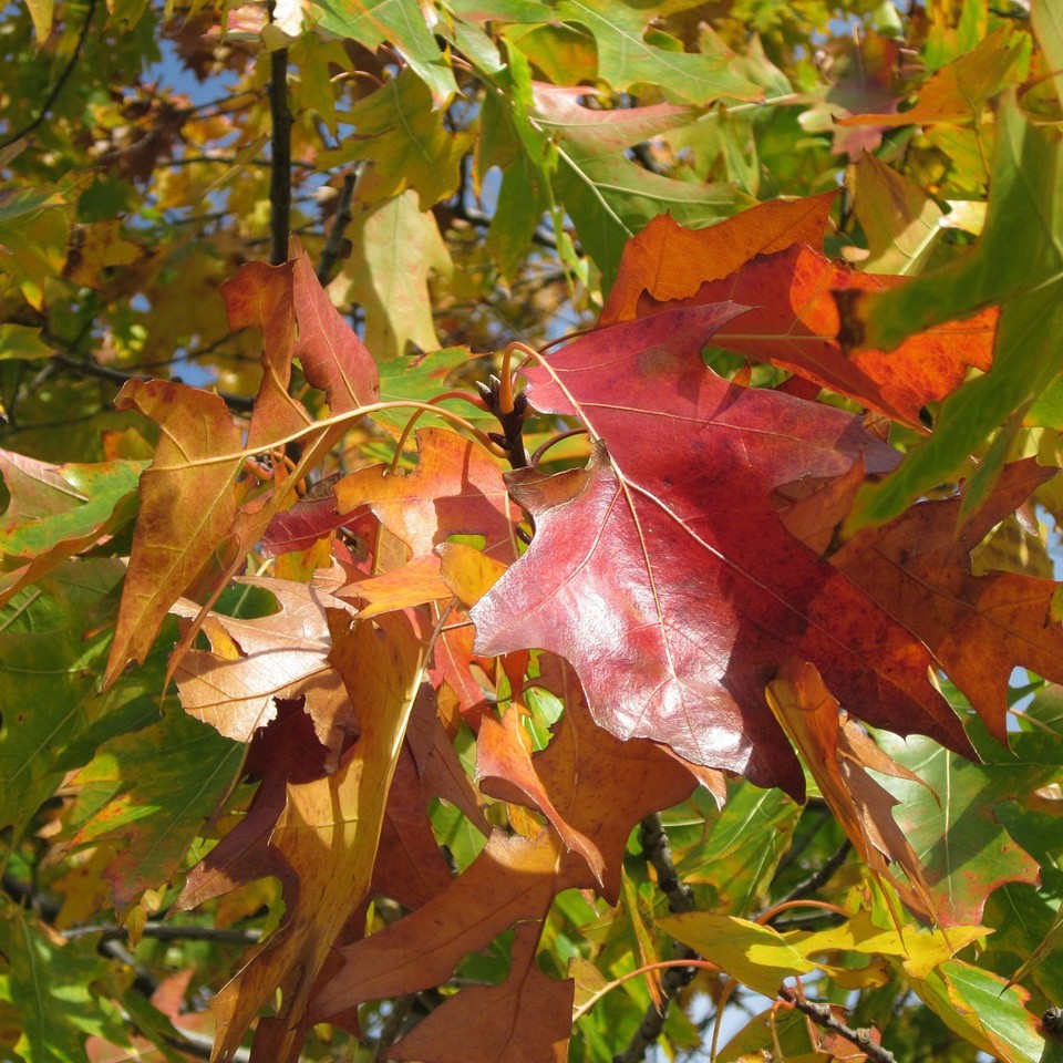 Northern Red Oak Tree - Bare Root, 2-3 ft | Quercus rubra