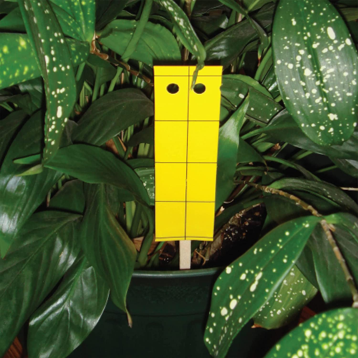 Biocare Gnat Stix for Fungus Gnats and Aphids, Pest Control for Plants and Green