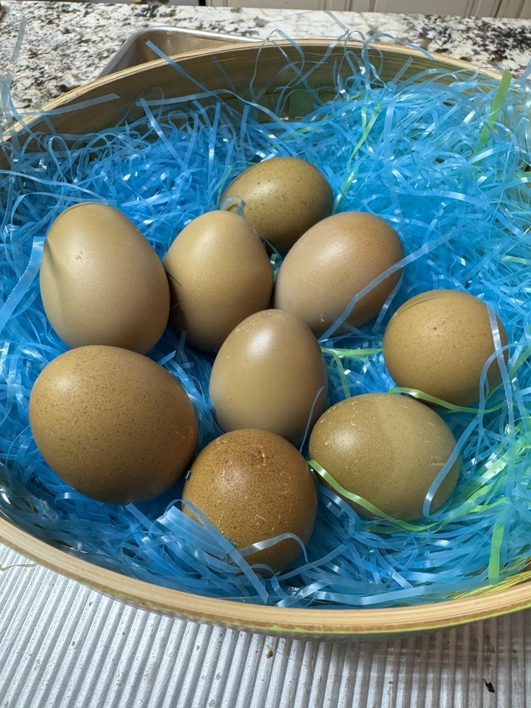 Olive Eggers F2 Dark Hatching 6+