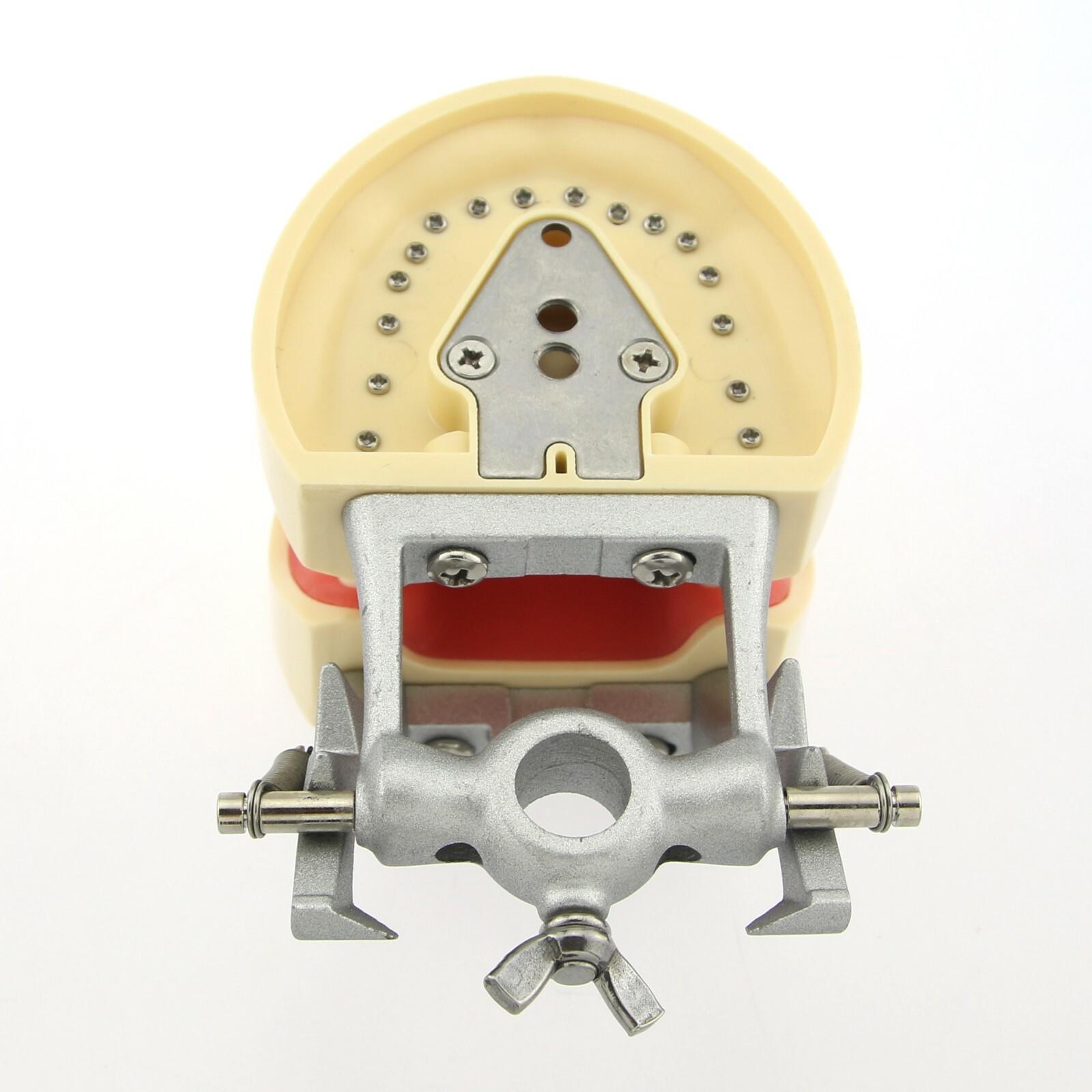 US Kilgore Nissin 200 Type Dental Typodont Model 32pcs Removable Teeth