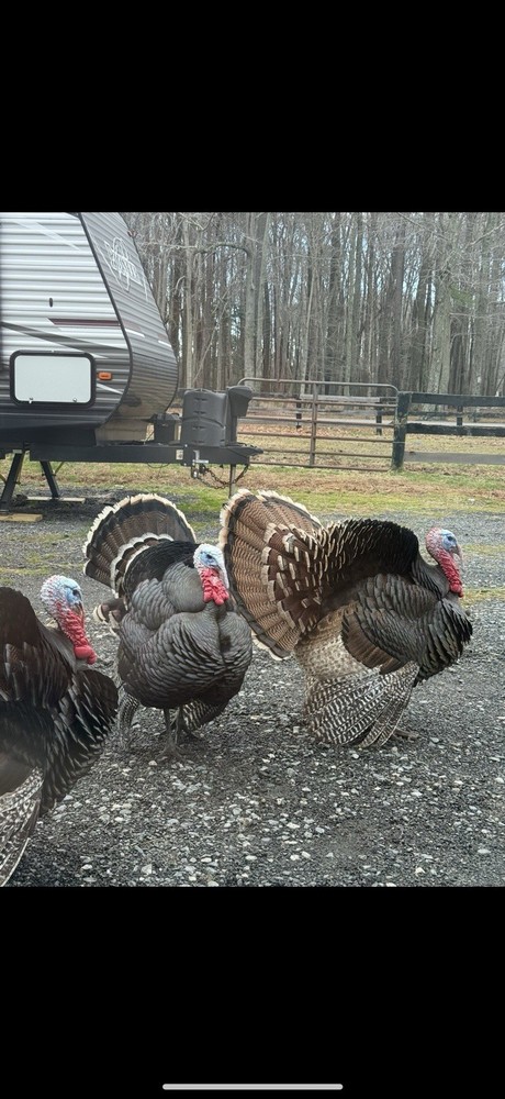10 Heritage Turkey Fertile Hatching Eggs