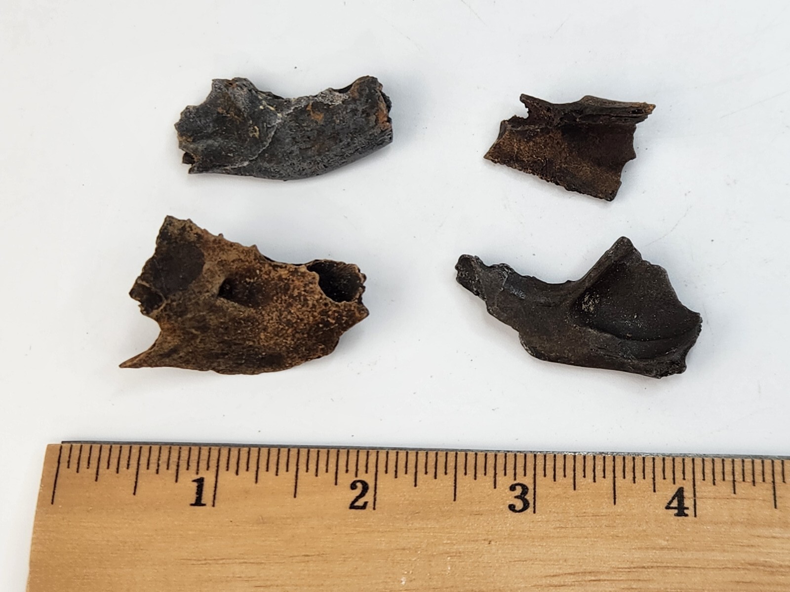 Mammal Jaw Fossil - Florida - Pleistocene Ice Age - 1 Per Purchase