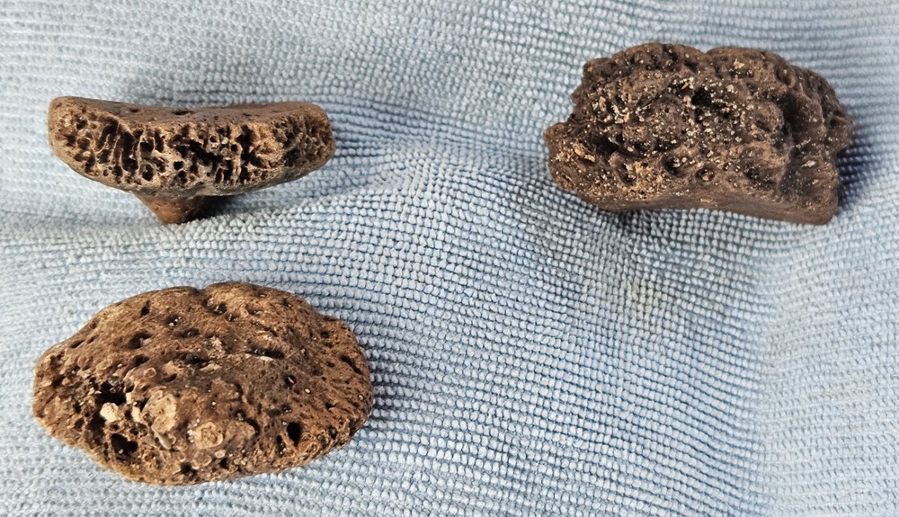 3 Authentic Florida Peace River Glyptodont Osteoderms (Scutes) Fossils 1.75-2"