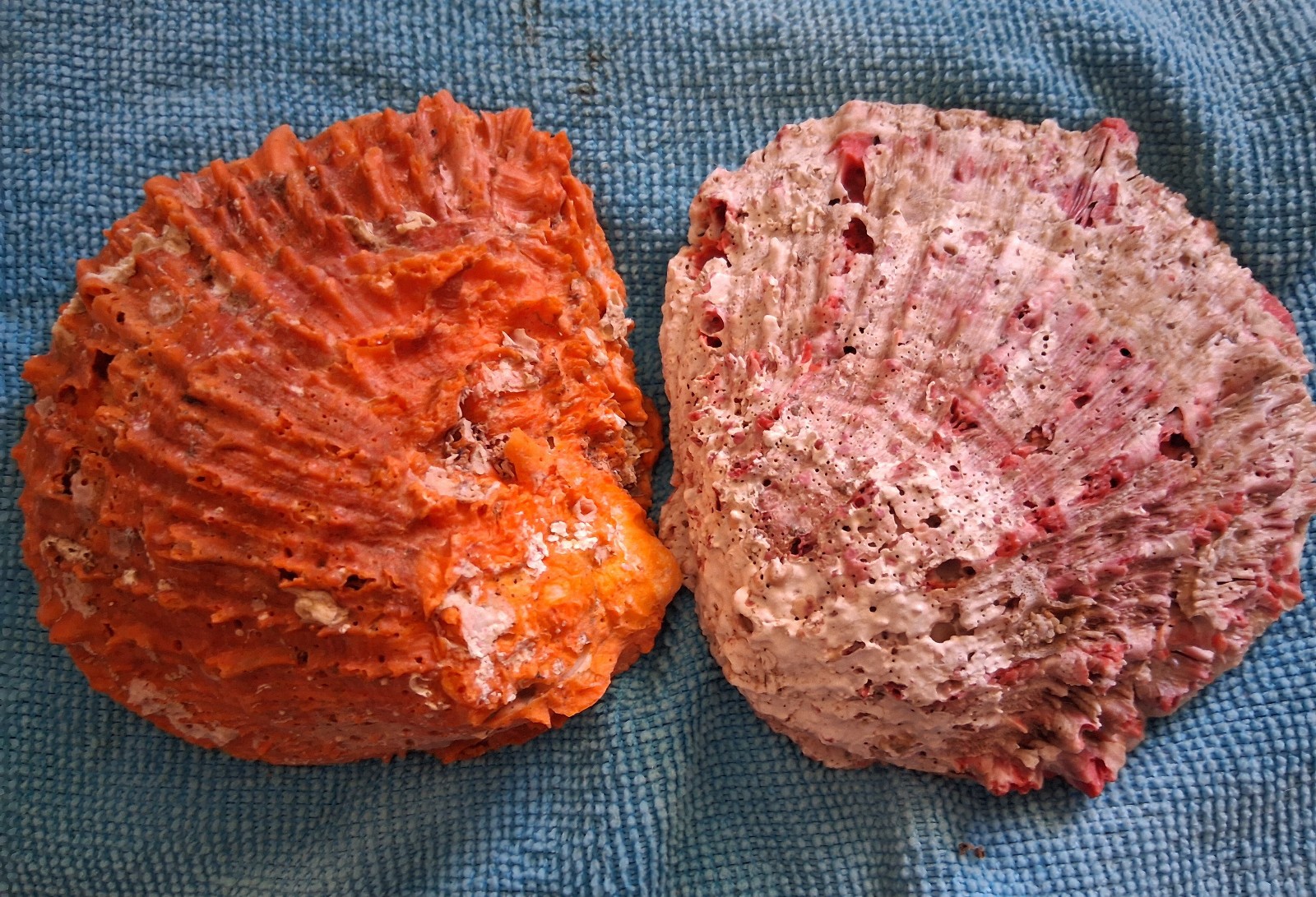 Spiny Oyster Two Half Shells 1 Incredible Orange 1 Amazing Red Approx 4 Inches
