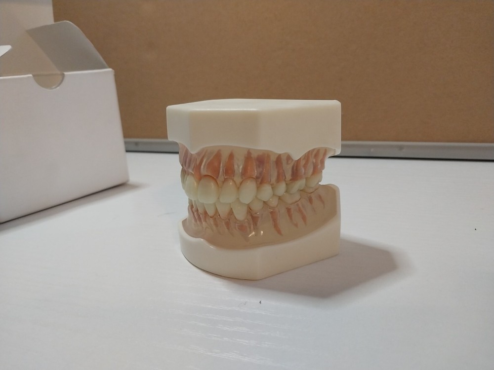Dental Study Model Acadental