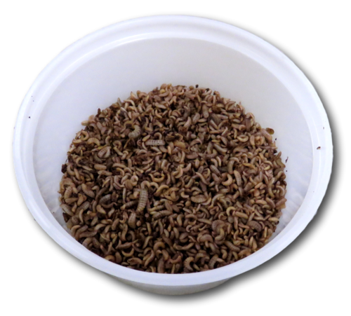 Live Black Soldier Fly Larvae small size