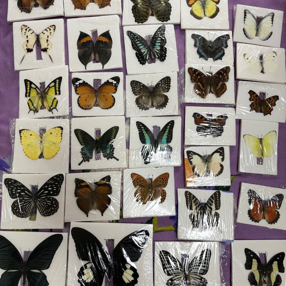 30 Assorted Real Butterfly Specimens Spread Wing PVC Packed A1-A- Grade