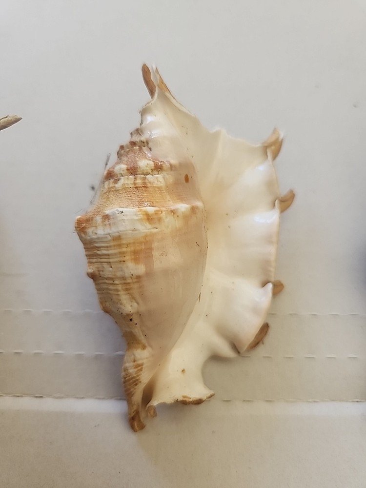 3 SPIDER CONCH shells.