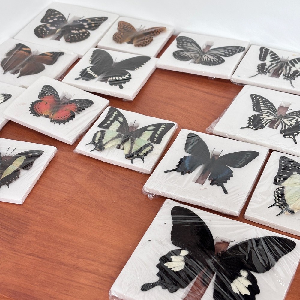 30 Assorted Real Butterfly Specimens Spread Wing PVC Packed A1-A- Grade