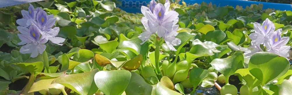 Floating Plant Combo
