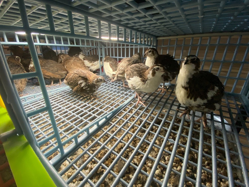 60- Celadon Quail Hatching Eggs - 100% True Blue Coturnix 🪺