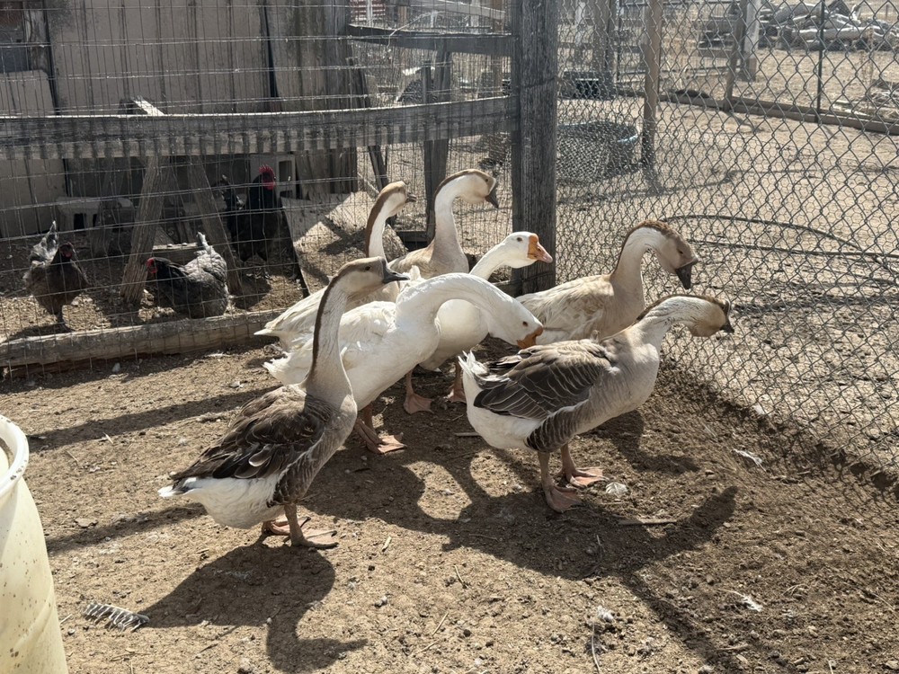 African Dewlap geese Hatching Eggs