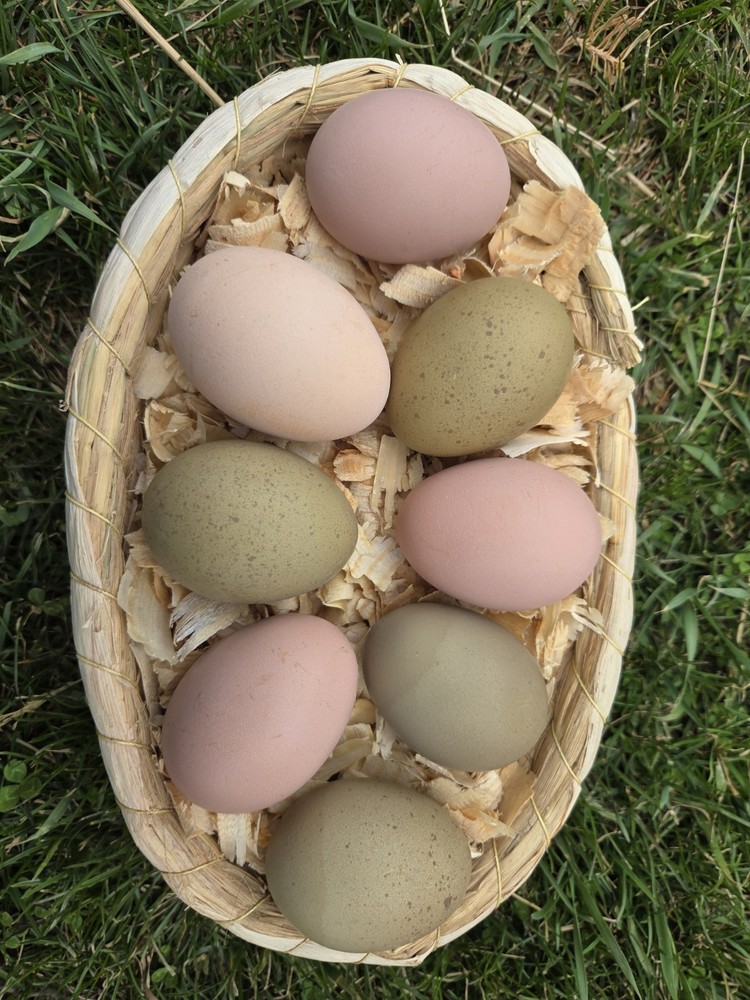 GORGEOUS PINK & OLIVE/MOSS GALAXY pattern! Hatching Eggs. Fresh & Fertile