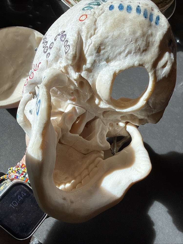 Replica Human Skull Anatomical Model with Removable Skull Cap