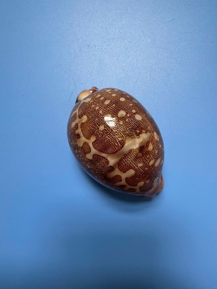 75.6mm | Cypraea Mappa |F++ + GEM | Nice pattern | Orange with bubble