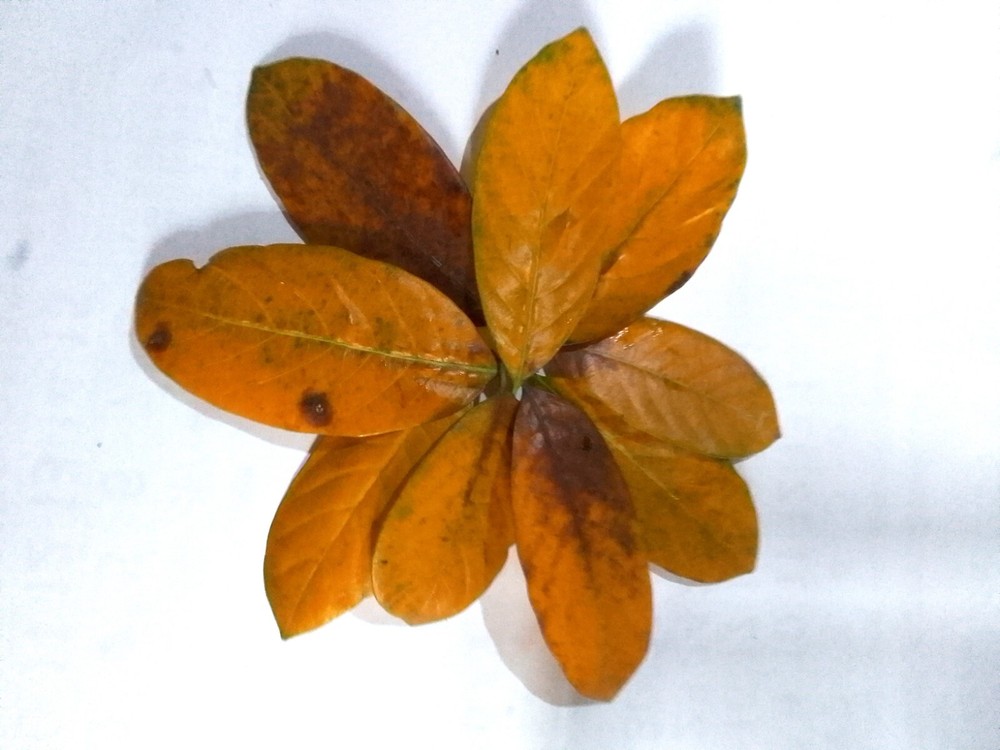 DRIED JACK FRUIT LEAVES CEYLON JACK FRUIT LEAVES 50 LEAVES