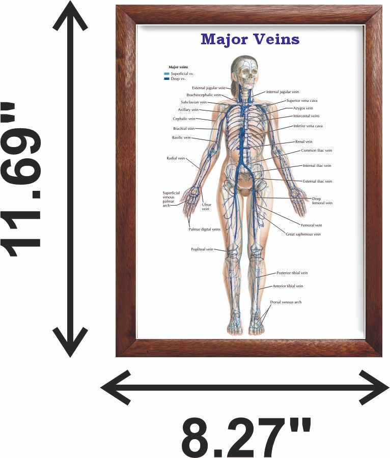 Major Veins Chart 12x18 inches