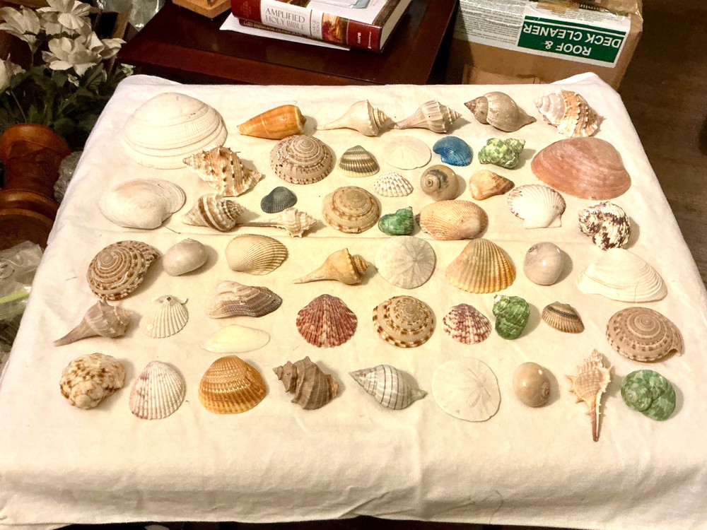 lot of assorted shells for craft or display