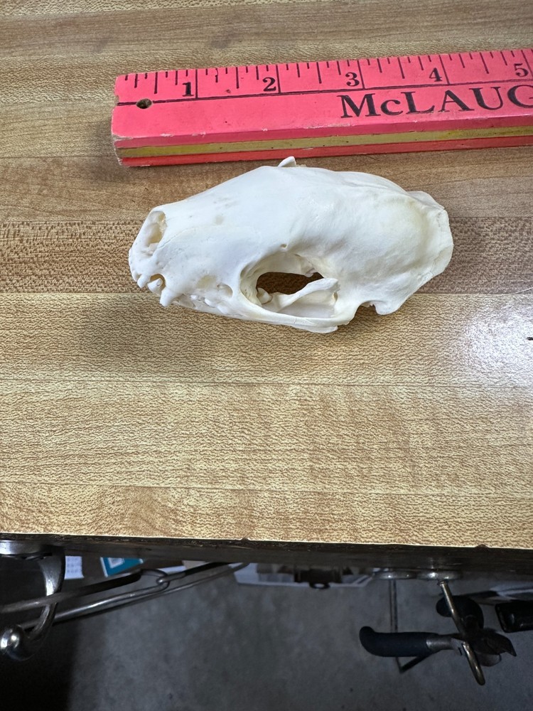Real Bone Skunk Skull