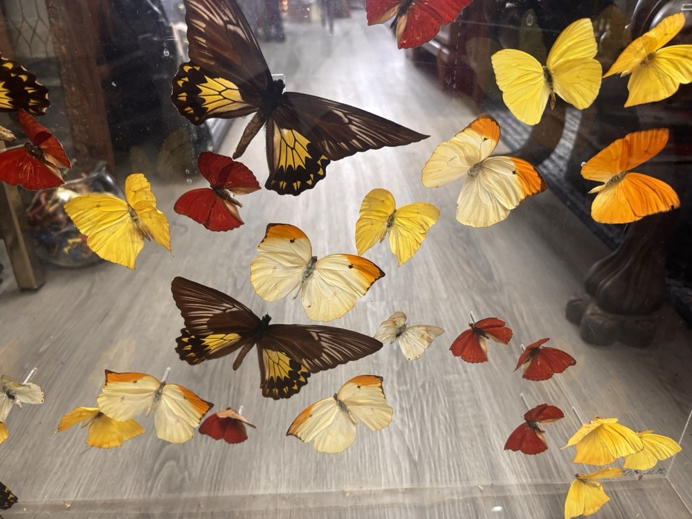 M.Hill Butterfly Collection Taxidermy