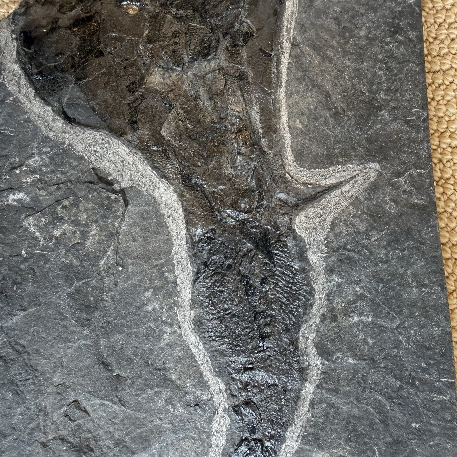 Coccosteus Placoderm Devonian Fossil