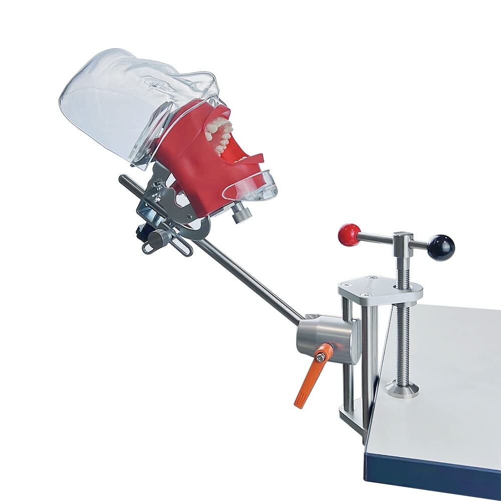 Dental Teeth manikins models Phantom Head for teaching Practice Dental model