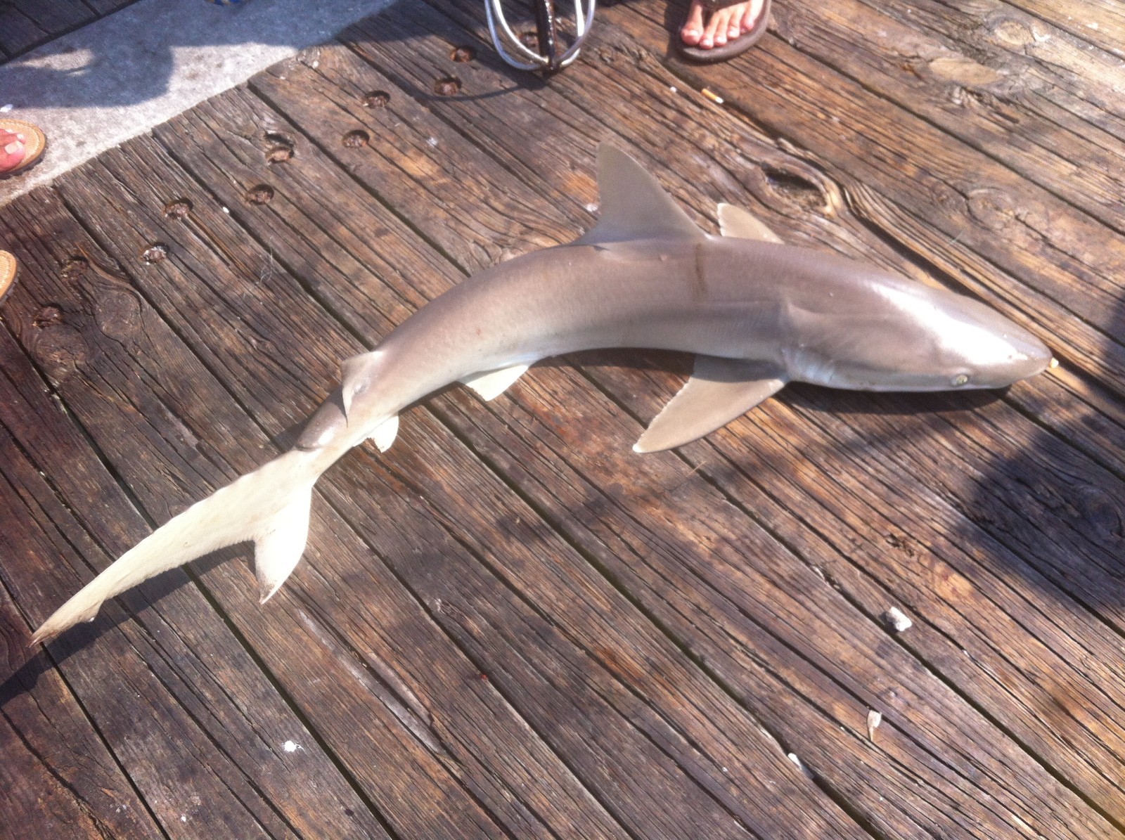 Premium Pompano Rig "Sand Flea-Coquina Clam" Fishing Rigs Pompano Whiting Spots