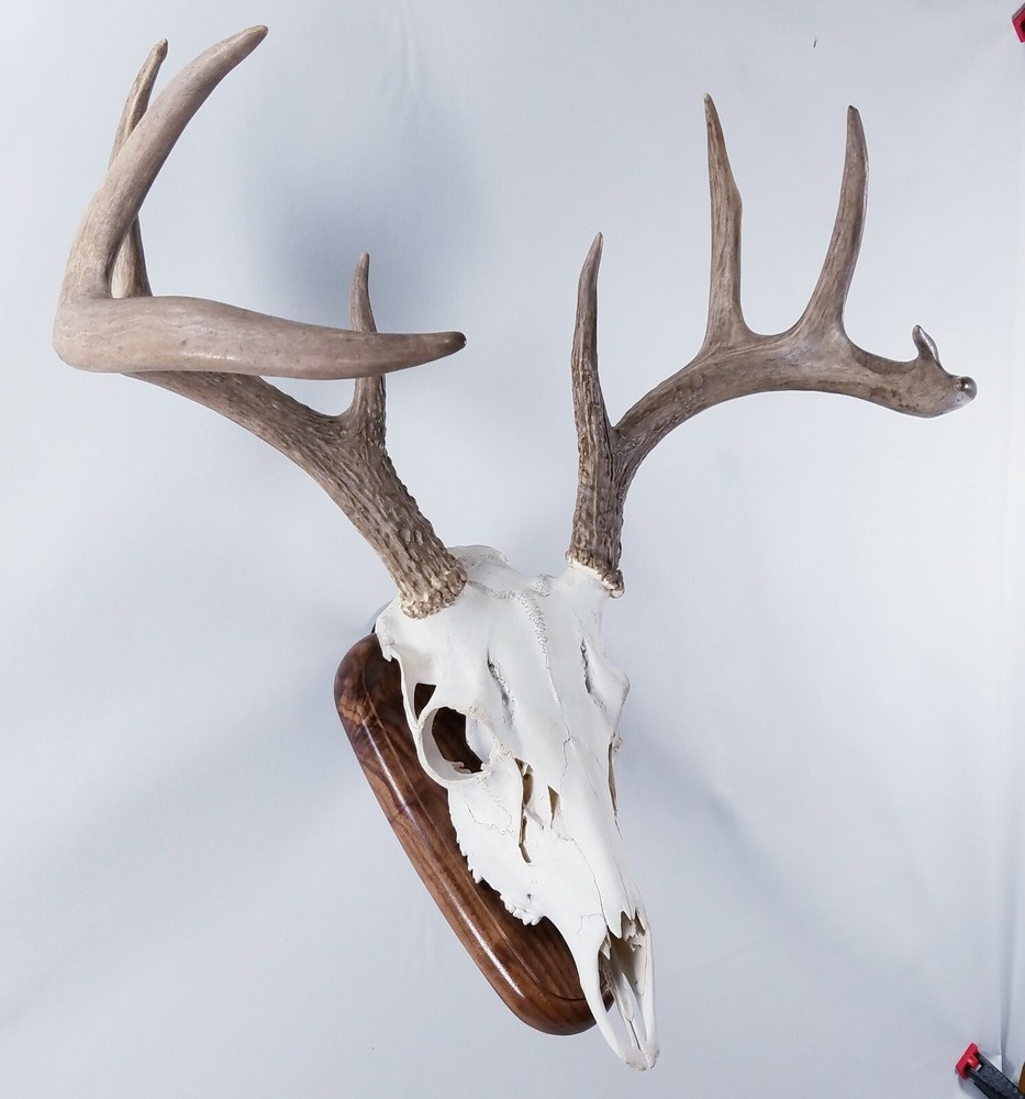 European Skull Mount Wall Plaque Walnut