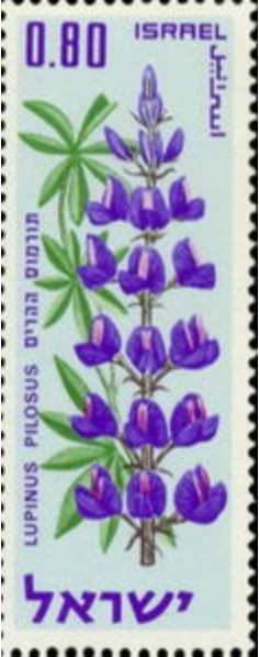 Israel #Mi472 MNH 1970 Flowers Blue Lupine [416]
