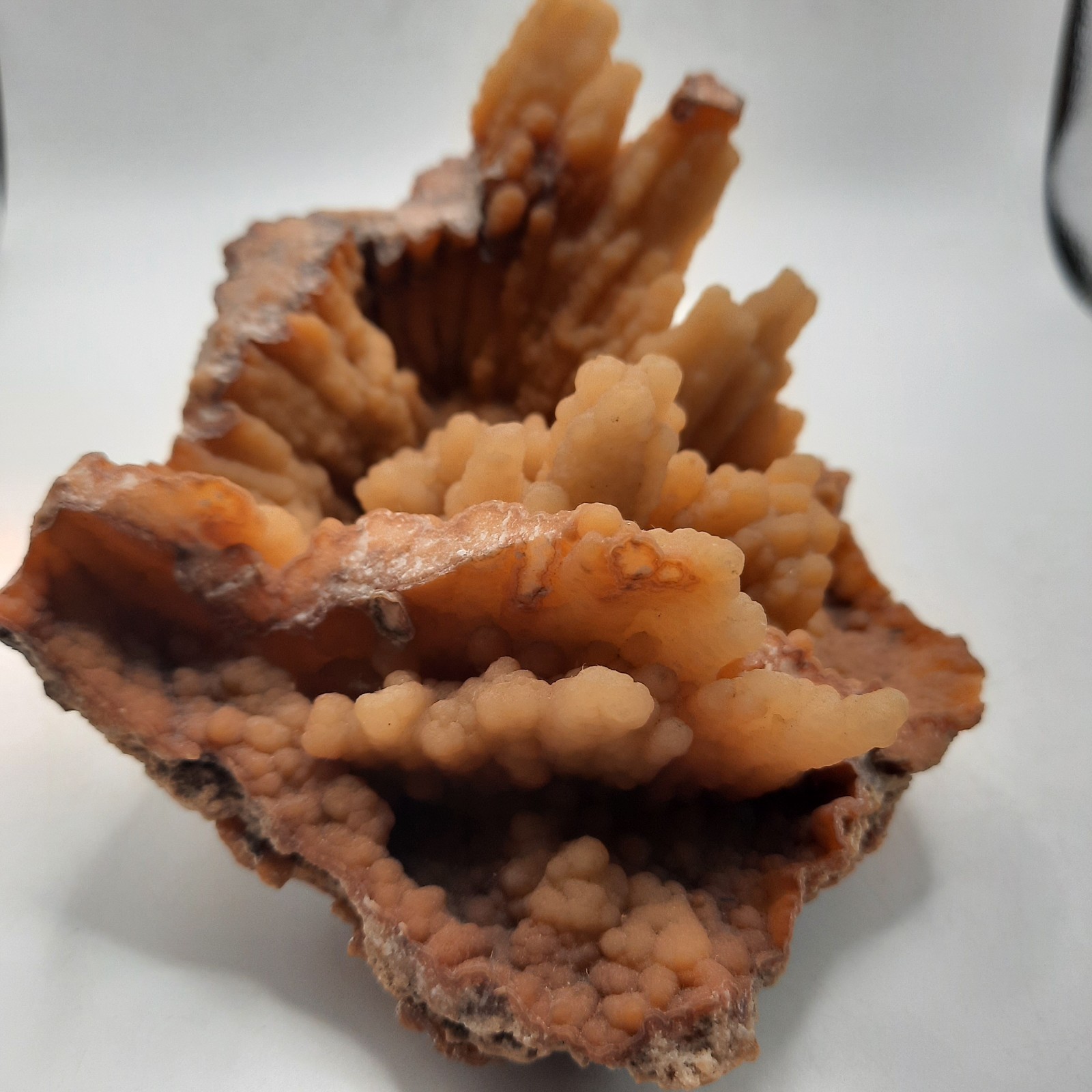 Botryoidal Agatized Coral Specimen , Suwanee River, Florida 6 x 4 1/2 x 3
