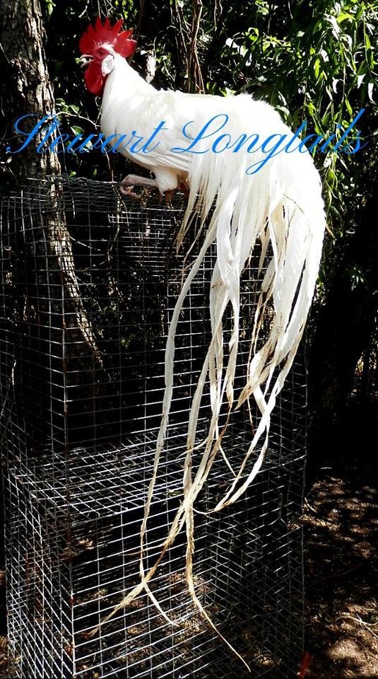 6+ Assorted color Phoenix longtail Chicken hatching eggs L@@K!