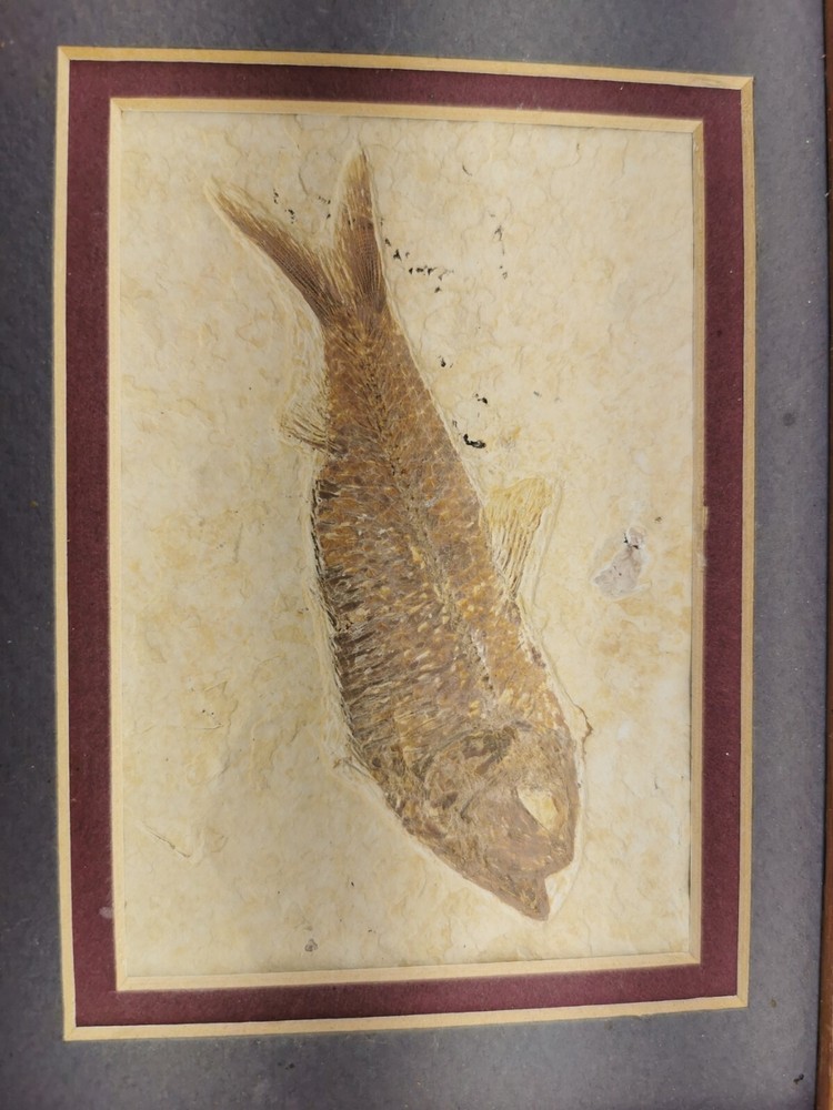 Superb Fossil Fish