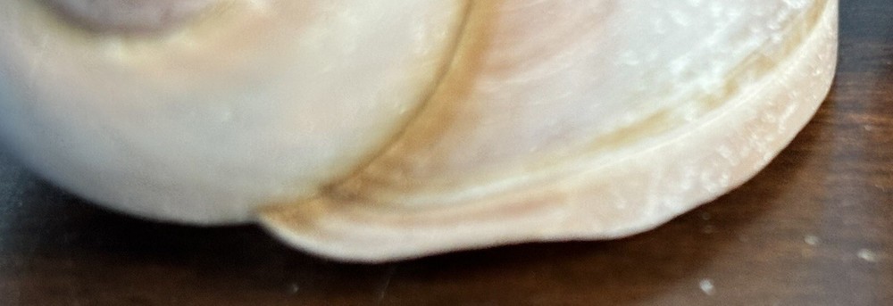3 Atlantic Moon Snail (Sharks Eye) Shells for display, crafts