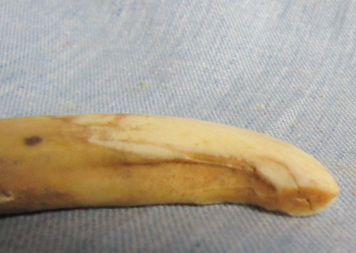 ANTIQUE WILD WART HOG TUSK TOOTH